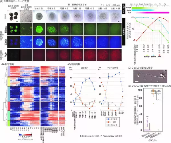 「雄性生殖細胞の全分化過程の試験管内再構成に成功　―ES細胞から精子まで全過程を体外で誘導する―」の画像