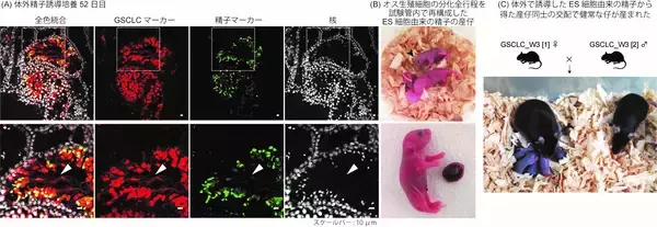 「雄性生殖細胞の全分化過程の試験管内再構成に成功　―ES細胞から精子まで全過程を体外で誘導する―」の画像
