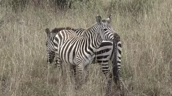 「【旅サラダ】羽田美智子が自然豊かな霧島連山で森林セラピー！佐多岬からの絶景に心を奪われる」の画像