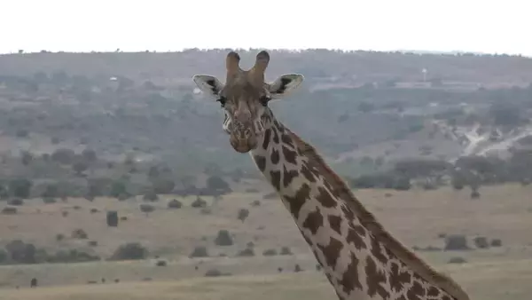 「【旅サラダ】羽田美智子が自然豊かな霧島連山で森林セラピー！佐多岬からの絶景に心を奪われる」の画像