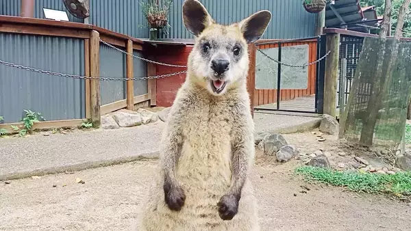 「【旅サラダ】羽田美智子が自然豊かな霧島連山で森林セラピー！佐多岬からの絶景に心を奪われる」の画像