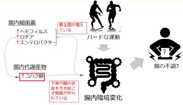 学生アスリートの深刻な腸内環境が判明 コハク酸値が大腸炎患者レベル 食物繊維摂取で劇的な改善も期待 摂南大学 2021年9月16日 エキサイトニュース