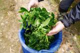 「これぞ、最高峰。石臼挽きたて宇治産手摘み一番茶使用の極上抹茶を量り売り販売！」の画像6