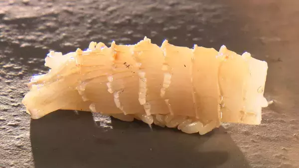 「【今ちゃんの「実は・・・」】せいやがナダルと大げんかの真相を激白！」の画像