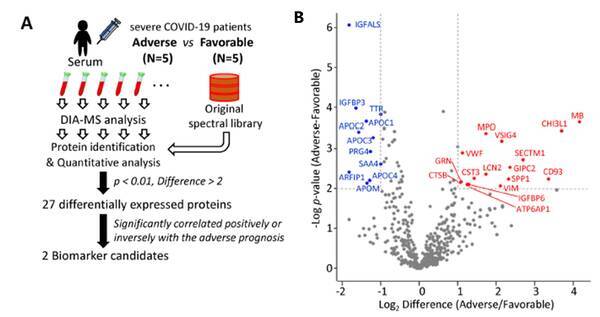 新型コロナウイルス感染症 Covid 19 の血清予後予測マーカータンパク質を発見 2021年10月20日 エキサイトニュース