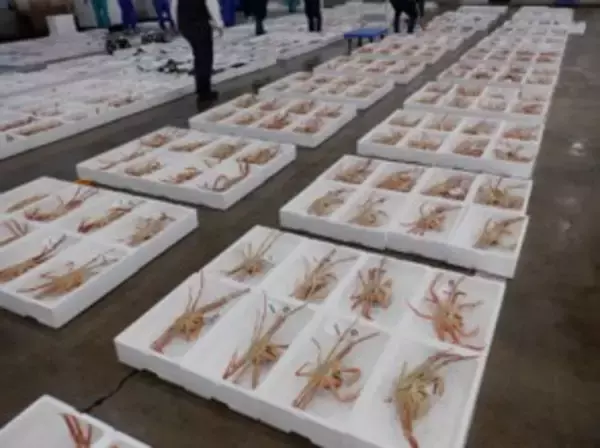 「新潟の荒海で育てられ、厳しい基準をクリアした「100匹に1匹」越後本ズワイガニ 11月6日（土）解禁！」の画像