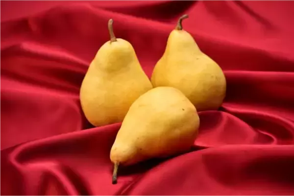 新潟県産西洋なし「ル レクチエ」、今年の解禁日は11月19日！