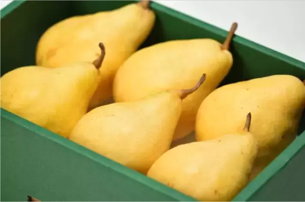 「新潟県産西洋なし「ル レクチエ」、今年の解禁日は11月19日！」の画像