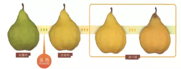 「新潟県産西洋なし「ル レクチエ」、今年の解禁日は11月19日！」の画像