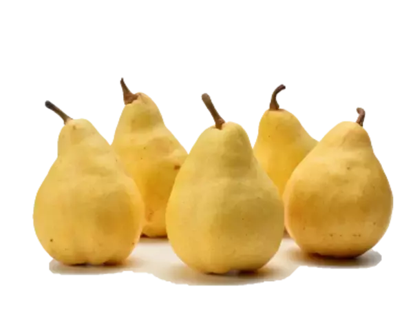 「新潟県産西洋なし「ル レクチエ」、今年の解禁日は11月19日！」の画像