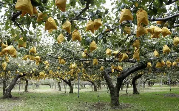 「新潟県産西洋なし「ル レクチエ」、今年の解禁日は11月19日！」の画像