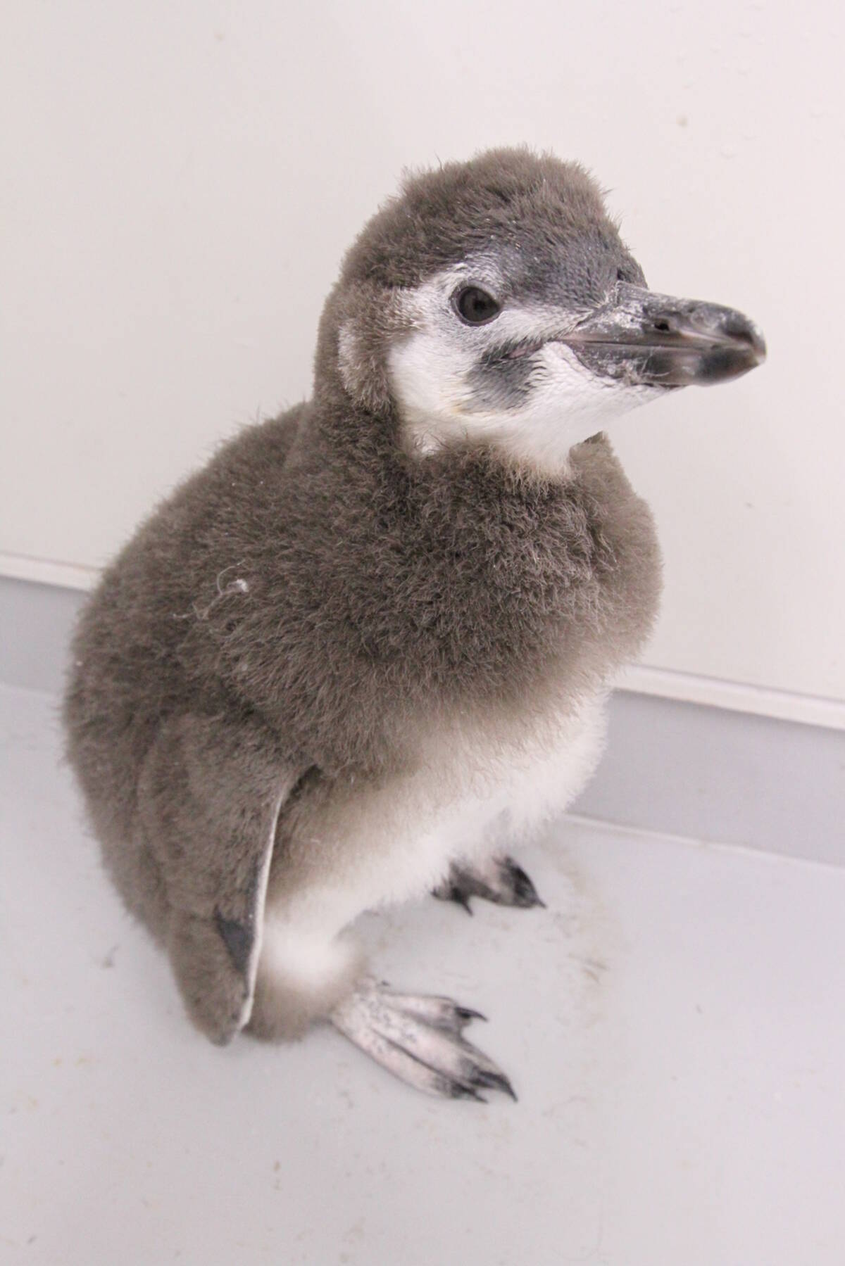 すみだ水族館 ペンギンの赤ちゃんの名前を はっぴ に決定 14年7月10日 エキサイトニュース 5 5