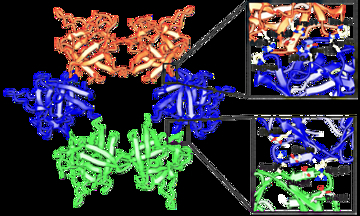 【横浜市立大学】有毒キノコ スギヒラタケ由来レクチンの立体構造を解明　