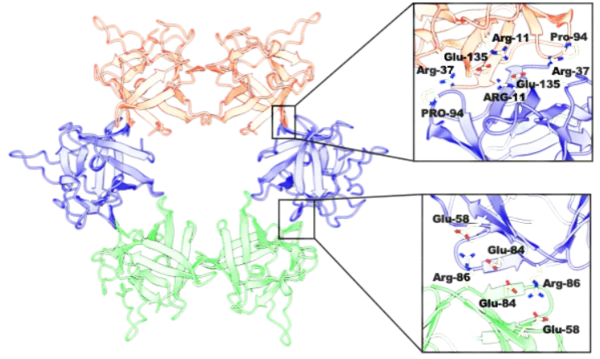 【横浜市立大学】有毒キノコ スギヒラタケ由来レクチンの立体構造を解明　
