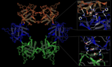 【横浜市立大学】有毒キノコ スギヒラタケ由来レクチンの立体構造を解明　