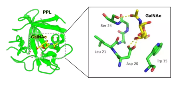 「【横浜市立大学】有毒キノコ スギヒラタケ由来レクチンの立体構造を解明　」の画像