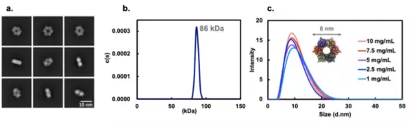 「【横浜市立大学】有毒キノコ スギヒラタケ由来レクチンの立体構造を解明　」の画像