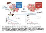 「【大阪大学】肝がん免疫療法抵抗性の新たな分子機序を解明 ～NRF2-COX2経路が新たな治療標的かつ効果予測マーカーに～」の画像1