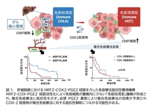 【大阪大学】肝がん免疫療法抵抗性の新たな分子機序を解明 ～NRF2-COX2経路が新たな治療標的かつ効果予測マーカーに～
