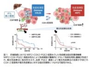 【大阪大学】肝がん免疫療法抵抗性の新たな分子機序を解明 ～NRF2-COX2経路が新たな治療標的かつ効果予測マーカーに～