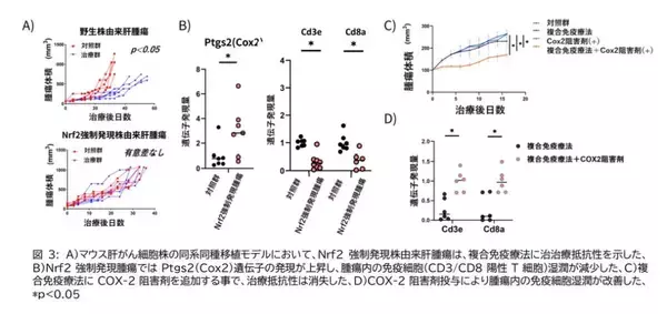 「【大阪大学】肝がん免疫療法抵抗性の新たな分子機序を解明 ～NRF2-COX2経路が新たな治療標的かつ効果予測マーカーに～」の画像