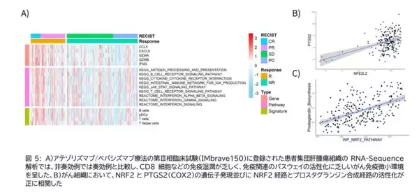 「【大阪大学】肝がん免疫療法抵抗性の新たな分子機序を解明 ～NRF2-COX2経路が新たな治療標的かつ効果予測マーカーに～」の画像