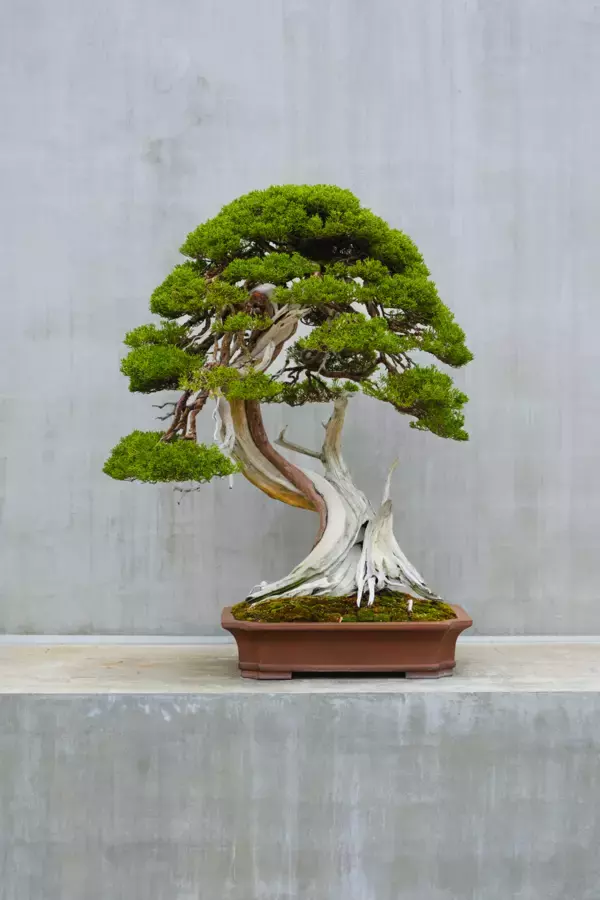 「「TOKYO CREATIVE SALON 2026」羽田エリア 全国8エリアの匠と最先端技術が集結「FUTURE BLOOM JAPAN」展示・ワークショップ詳細公開」の画像