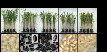 【東京農業大学（共同研究）】遺伝子組換えを使わず、鉄を多く含むコメの開発に成功　～鉄欠乏性貧血対策につながる新しい育種技術～