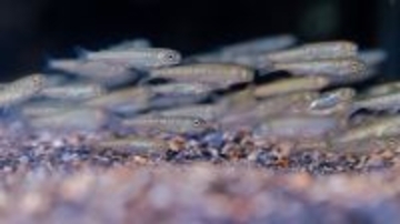 【京都水族館】「育て！いくらちゃん2026」を開催