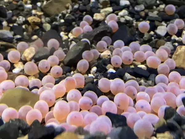 「【京都水族館】「育て！いくらちゃん2026」を開催」の画像