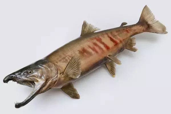 「【京都水族館】「育て！いくらちゃん2026」を開催」の画像