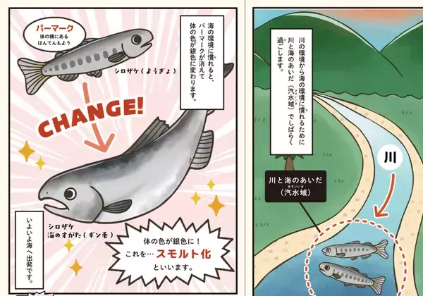 「【京都水族館】「育て！いくらちゃん2026」を開催」の画像