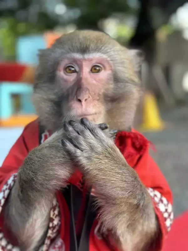 「GWは那須千本松牧場で"旬と体験"を一度に、試食もできる栃木の旬メロンの販売や生産者マルシェ、猿まわしなど栃木の旬・人・文化を体感するGWイベント」の画像