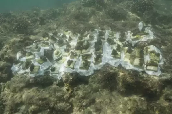 「【オリックス自動車】ハイブリッドカーで沖縄を旅して、未来の美ら海を育てよう「美ら海サンゴ大作戦2022」キャンペーンを開始」の画像