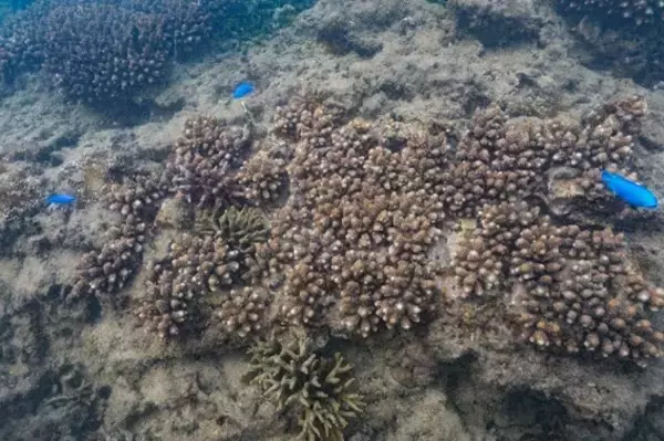 「【オリックス自動車】ハイブリッドカーで沖縄を旅して、未来の美ら海を育てよう「美ら海サンゴ大作戦2022」キャンペーンを開始」の画像