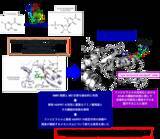「抗ウイルス薬ファビピラビルの活性化の鍵となる酵素反応を可視化 ―高い薬効を発揮できる新薬の創製へ向けた新たな手法開拓―（北里大学）」の画像1