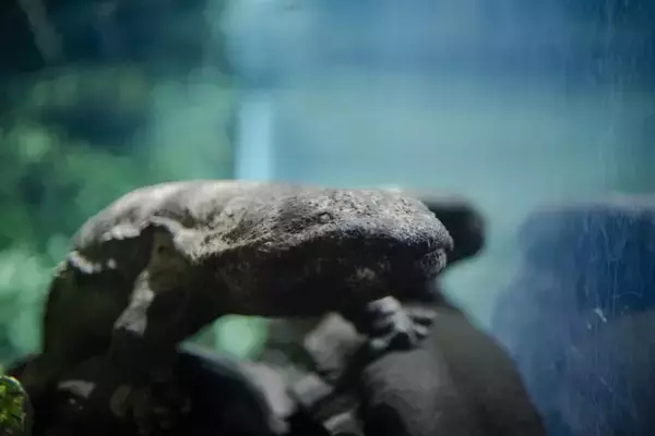 「【京都水族館】ゴールデンウィークは夜8時まで営業時間を延長「夜のすいぞくかん」4月26日（土）スタート」の画像