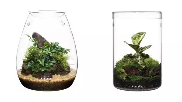 「【すみだ水族館】世界に誇るネイチャーアクアリウムの原点を見つめる「自然水景 めぐる、いのち展」開催」の画像