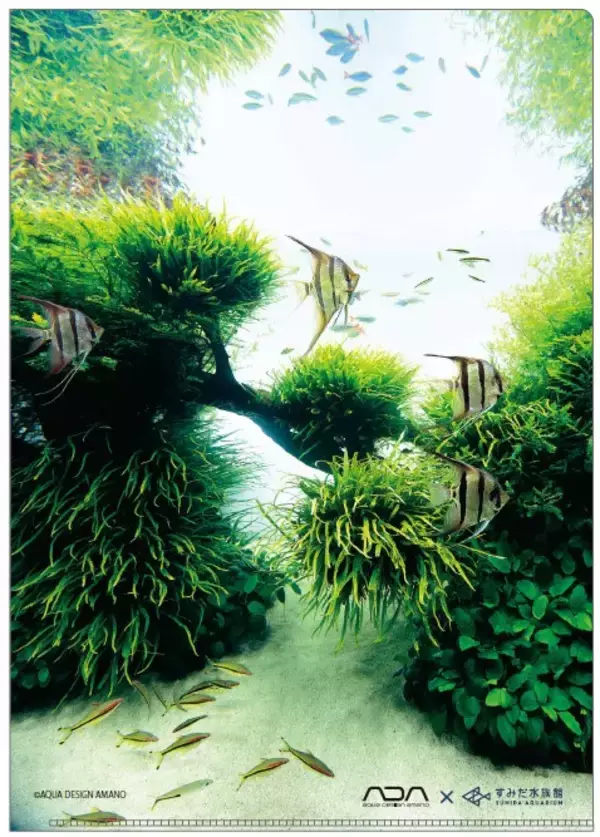 「【すみだ水族館】世界に誇るネイチャーアクアリウムの原点を見つめる「自然水景 めぐる、いのち展」開催」の画像