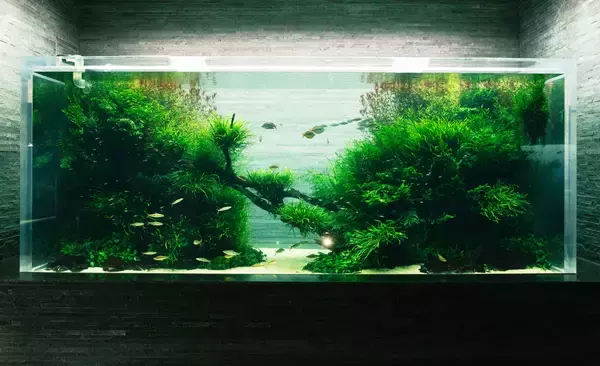 「【すみだ水族館】世界に誇るネイチャーアクアリウムの原点を見つめる「自然水景 めぐる、いのち展」開催」の画像