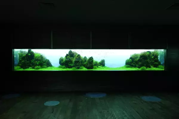 「【すみだ水族館】世界に誇るネイチャーアクアリウムの原点を見つめる「自然水景 めぐる、いのち展」開催」の画像