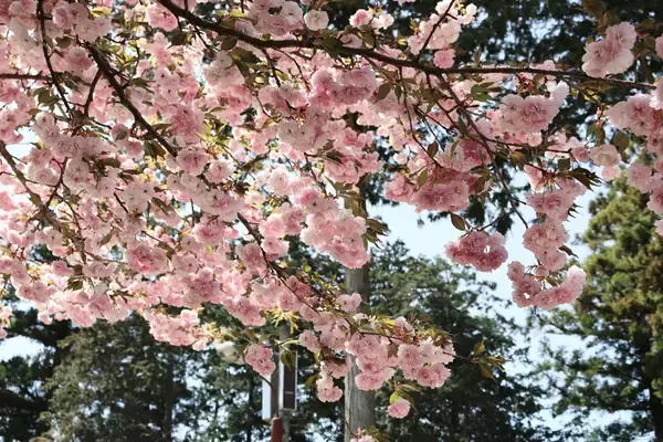 「那須千本松牧場 栃木県出身アーティストが牧場で歌う初の野外音楽ライブ、家族で楽しむ春の体験イベント」の画像
