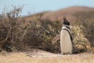 【すみだ水族館】4月25日は世界ペンギンの日!「The Penguin Passion Party!」を開催