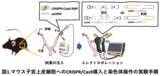 「【中部大学】ウイルスを使わずマウス体内で「巨大な染色体再編成」の誘導・修復に成功ー疾患モデル作製とDNA修復研究の新たな基盤へー」の画像1