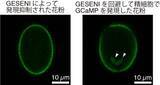 「【横浜市立大学】植物の精細胞における目的遺伝子の自由な発現に成功」の画像1