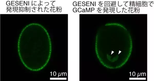 【横浜市立大学】植物の精細胞における目的遺伝子の自由な発現に成功