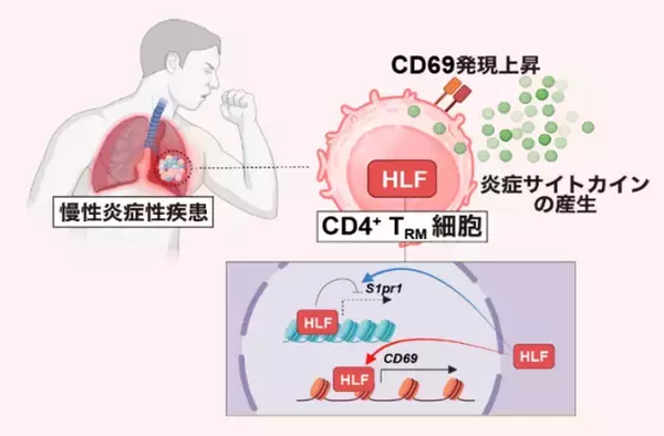 【横浜市立大学】慢性炎症の原因となるタンパク質を新たに特定