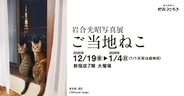 日本全国のネコたちに出あう旅！「岩合光昭写真展 ご当地ねこ」を開催します