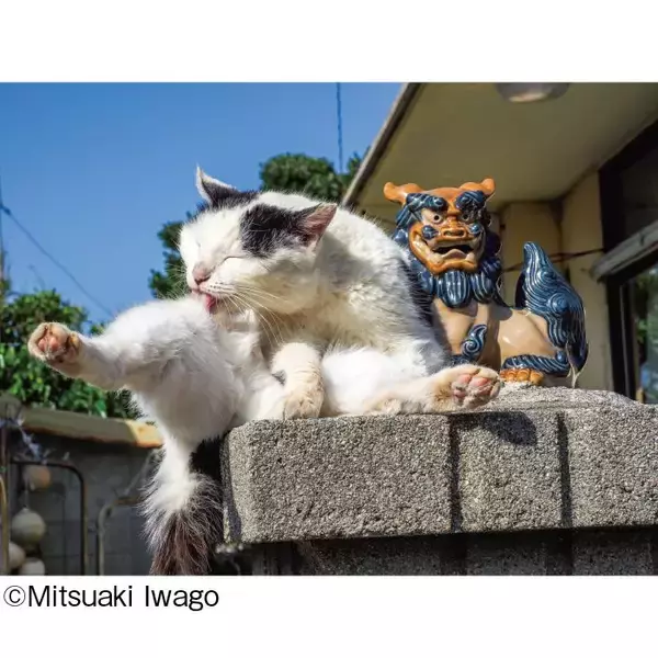 「日本全国のネコたちに出あう旅！「岩合光昭写真展 ご当地ねこ」を開催します」の画像