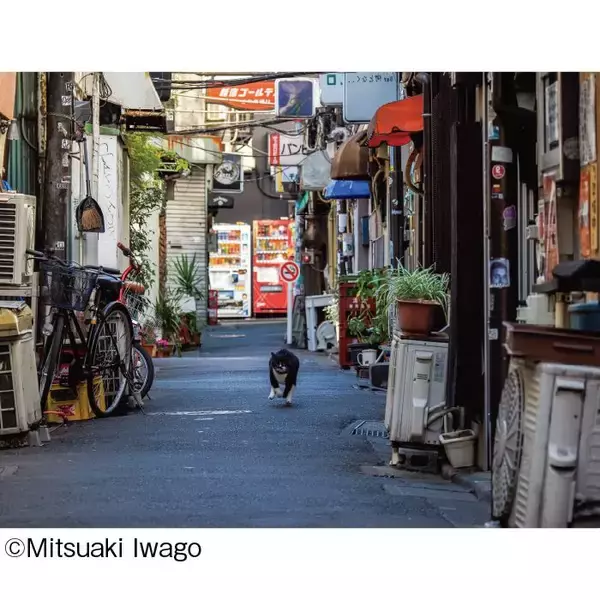 「日本全国のネコたちに出あう旅！「岩合光昭写真展 ご当地ねこ」を開催します」の画像